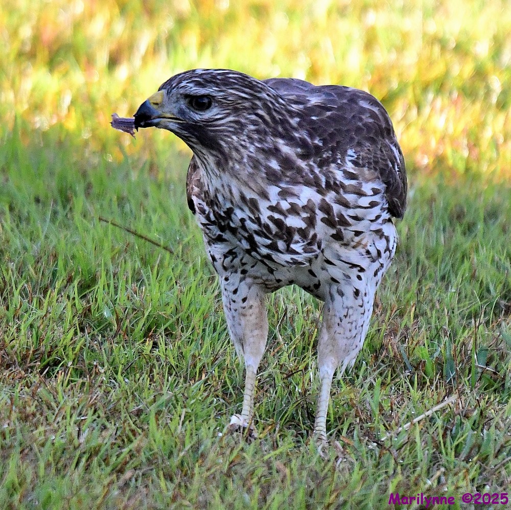 DSC_1751_001.JPG
