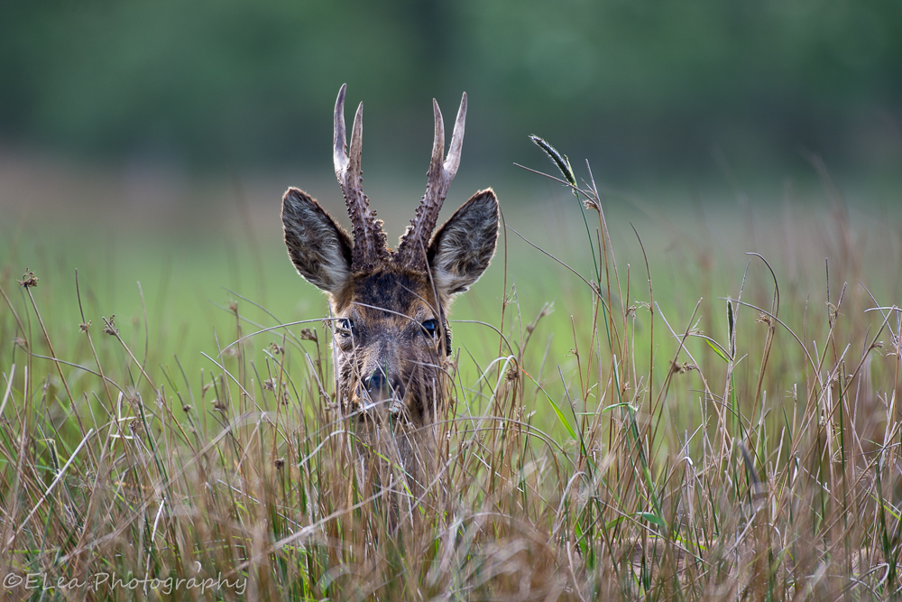 DSC_1753.jpg