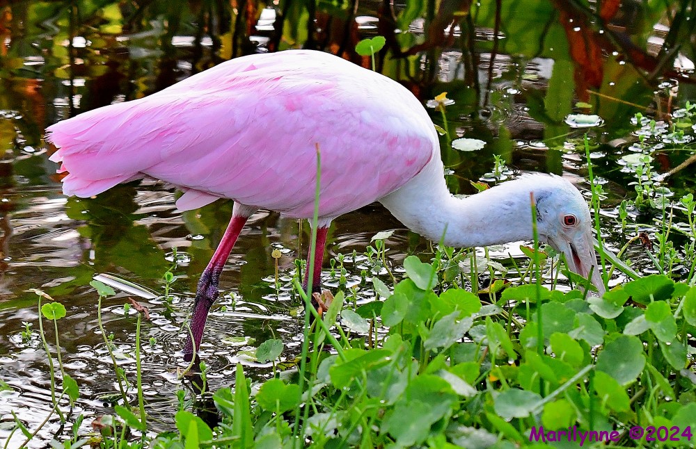 DSC_1756_001.JPG