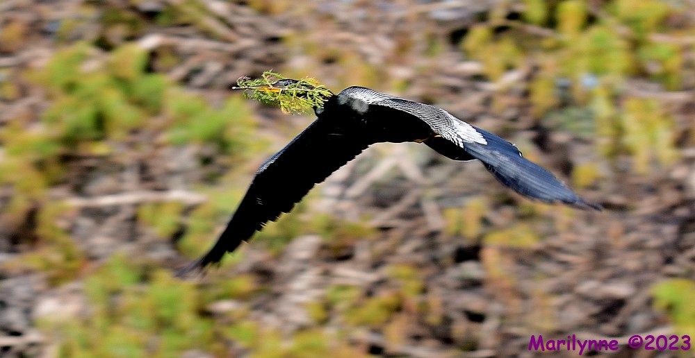 DSC_1757_001.JPG