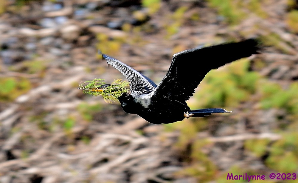 DSC_1758_001.JPG
