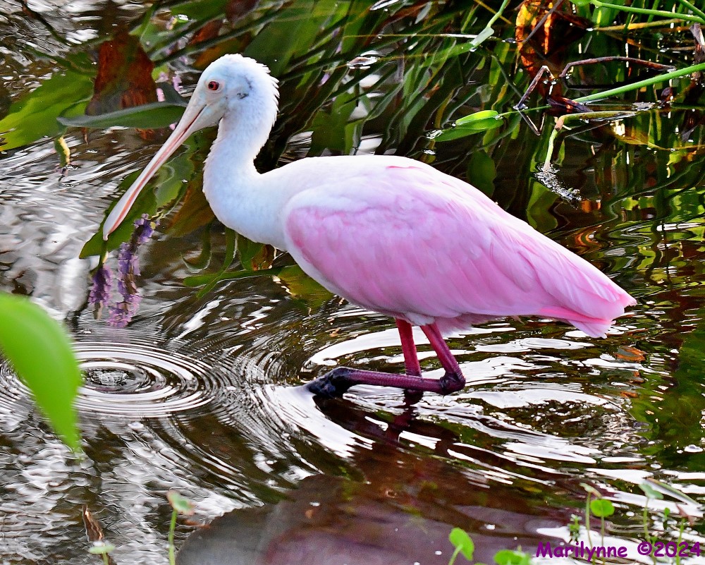 DSC_1758_001.JPG
