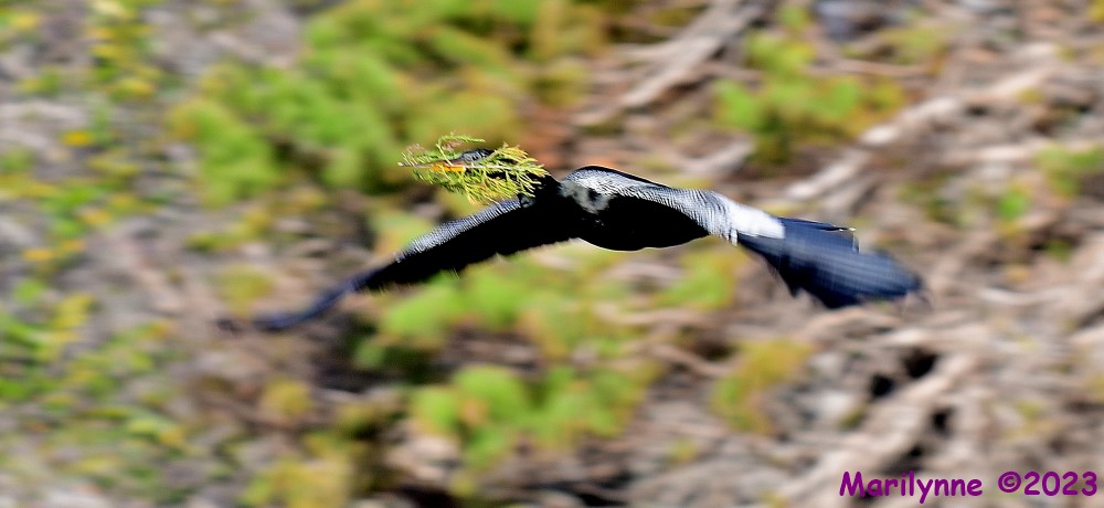 DSC_1759_001.JPG