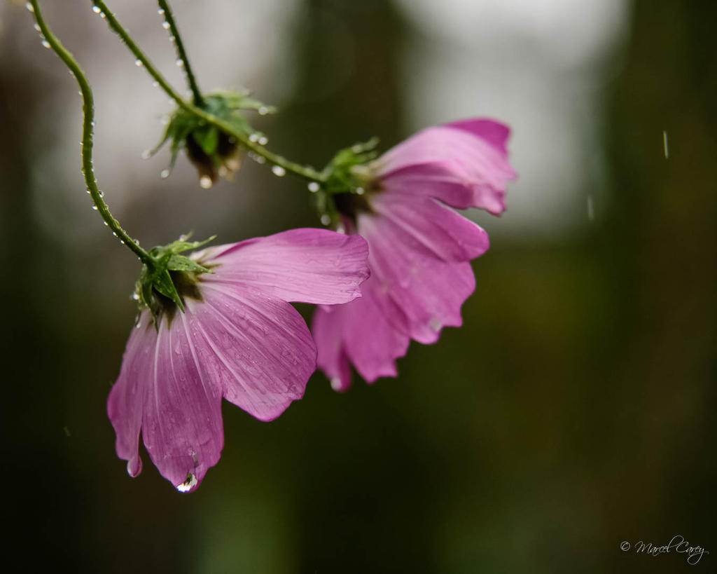 DSC_1761.jpg