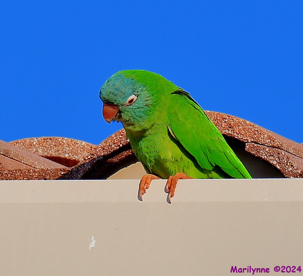 DSC_1761_001.JPG