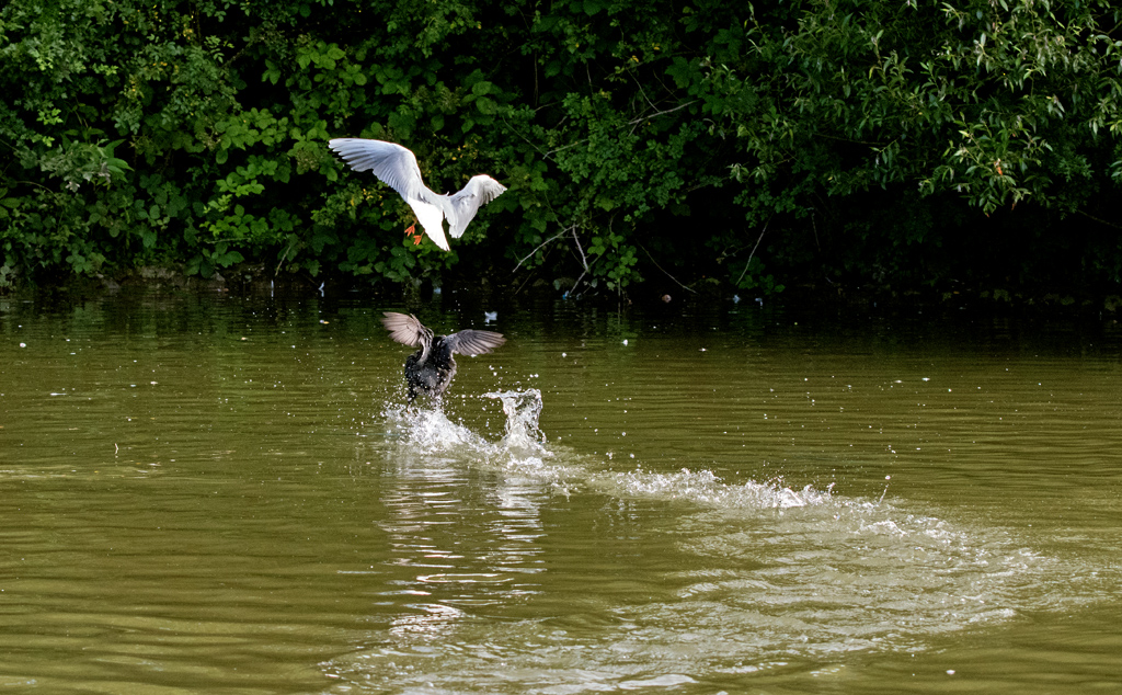 DSC_1762.jpg
