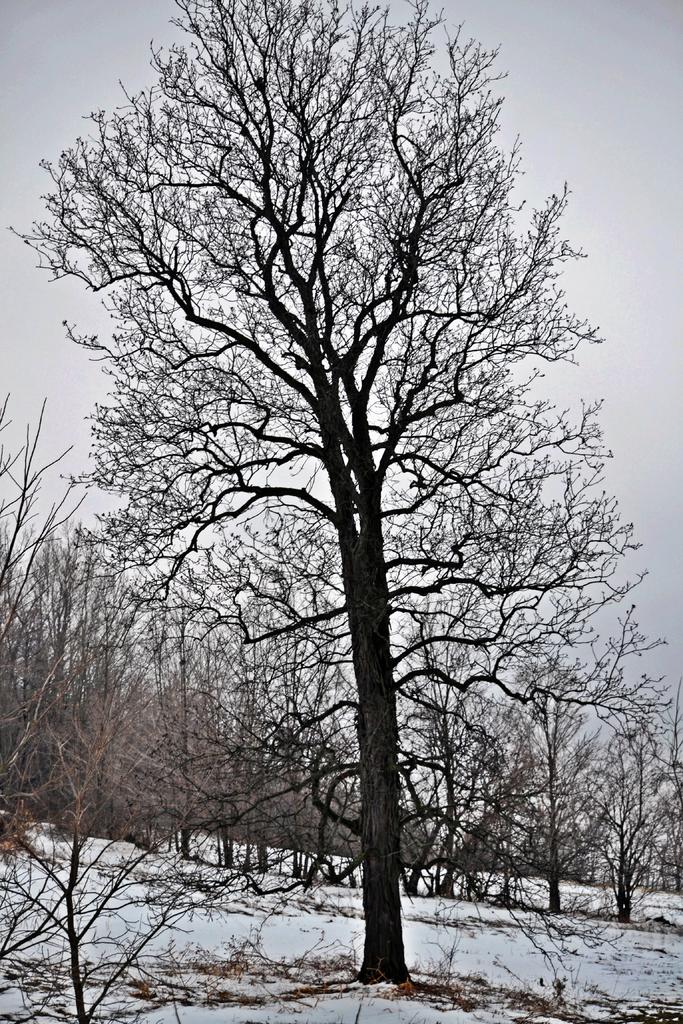 DSC_1764.jpg