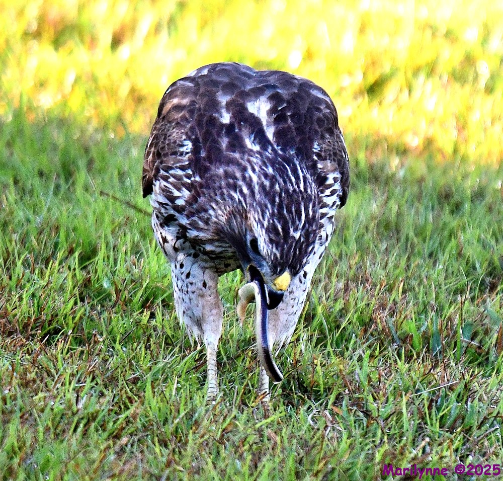 DSC_1765_001.JPG