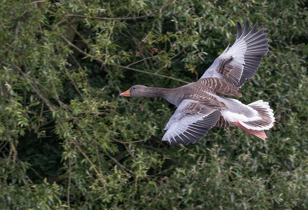 DSC_1767.jpg