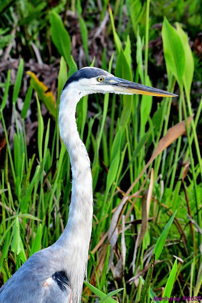 DSC_1767_001.JPG