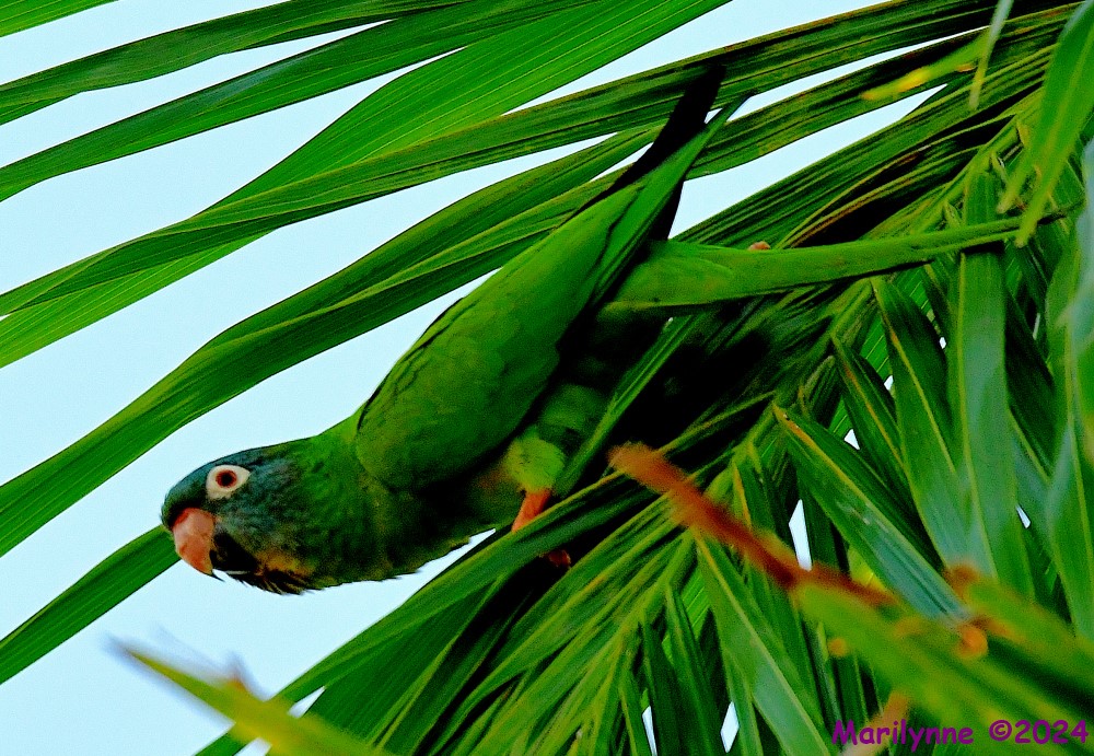 DSC_1767_001.JPG
