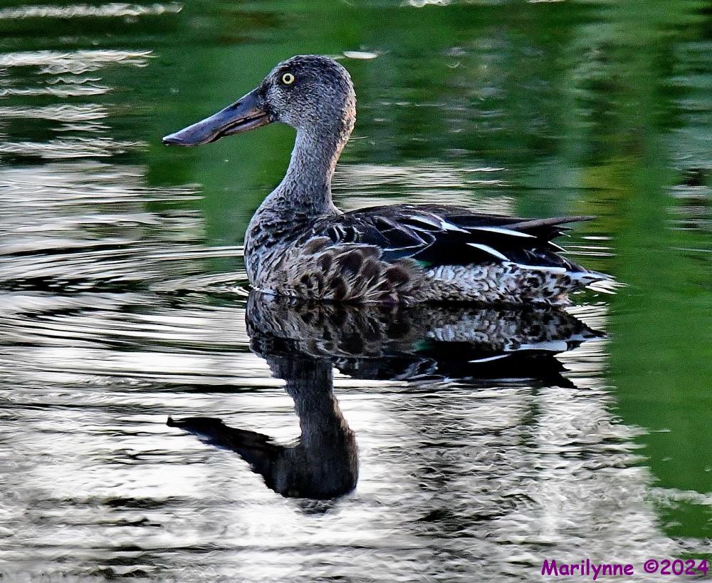 DSC_1767_001.JPG