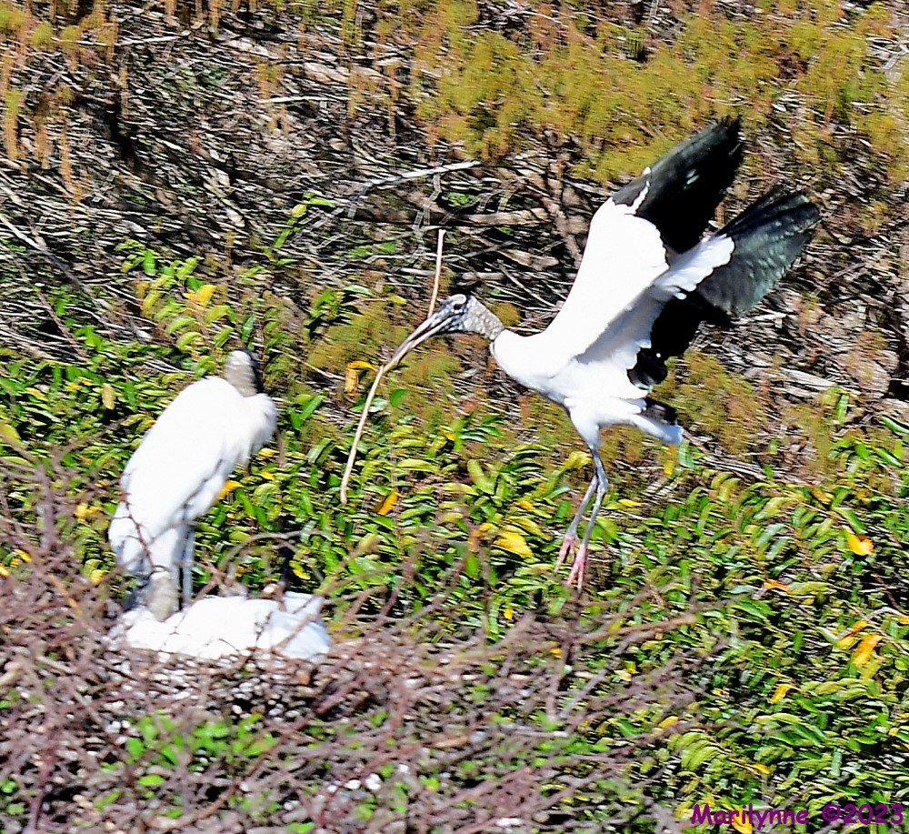 DSC_1768_001.JPG