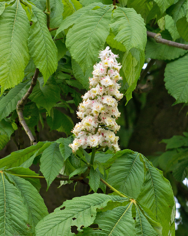 DSC_1770.jpg