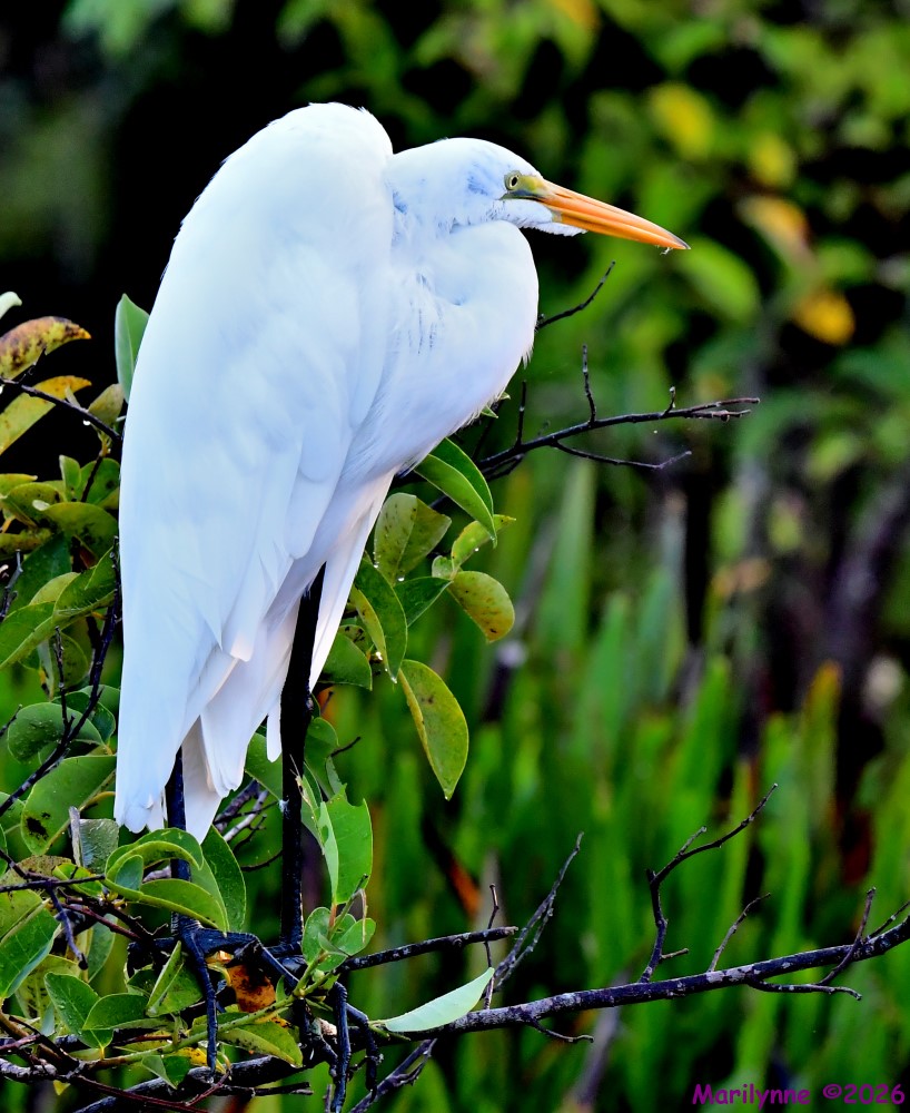 DSC_1772_001.JPG