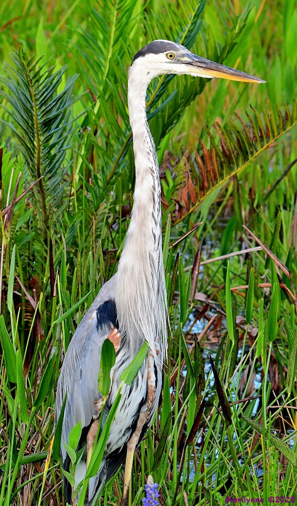 DSC_1773_001.JPG