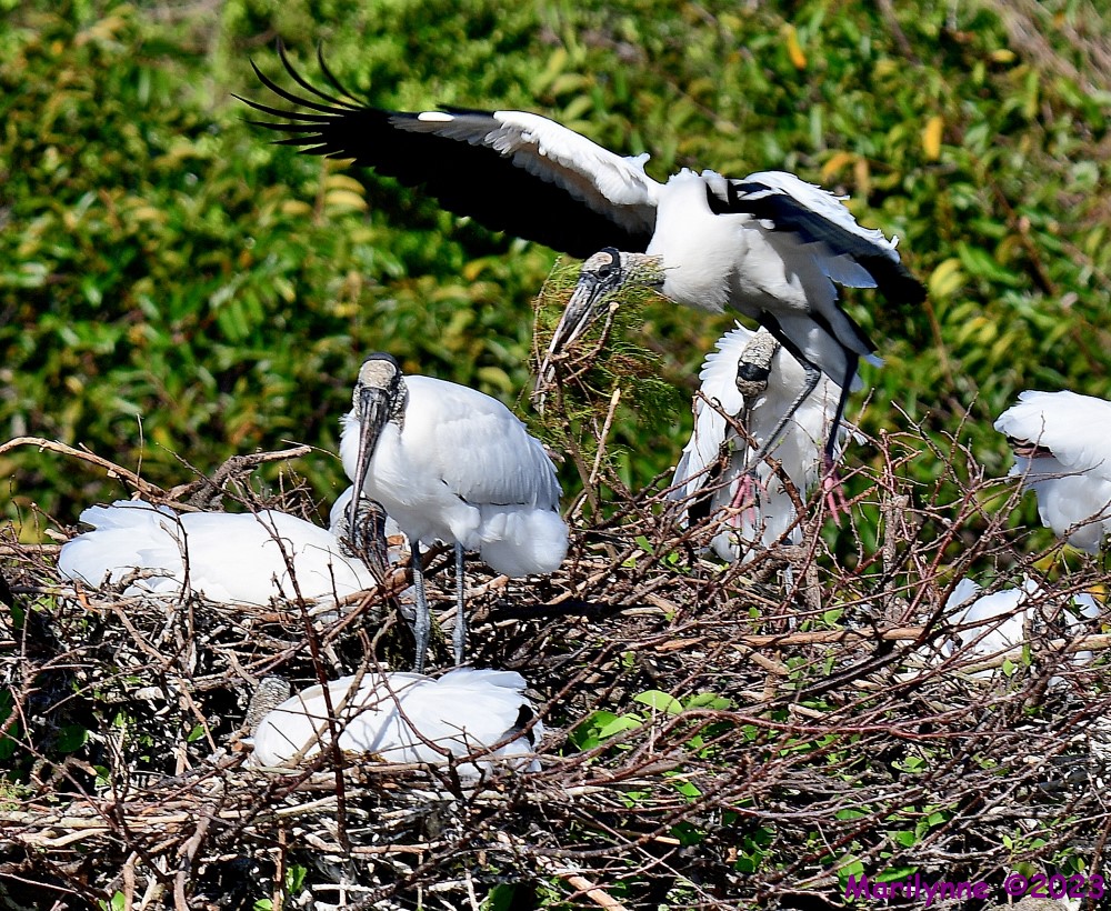 DSC_1777_001.JPG