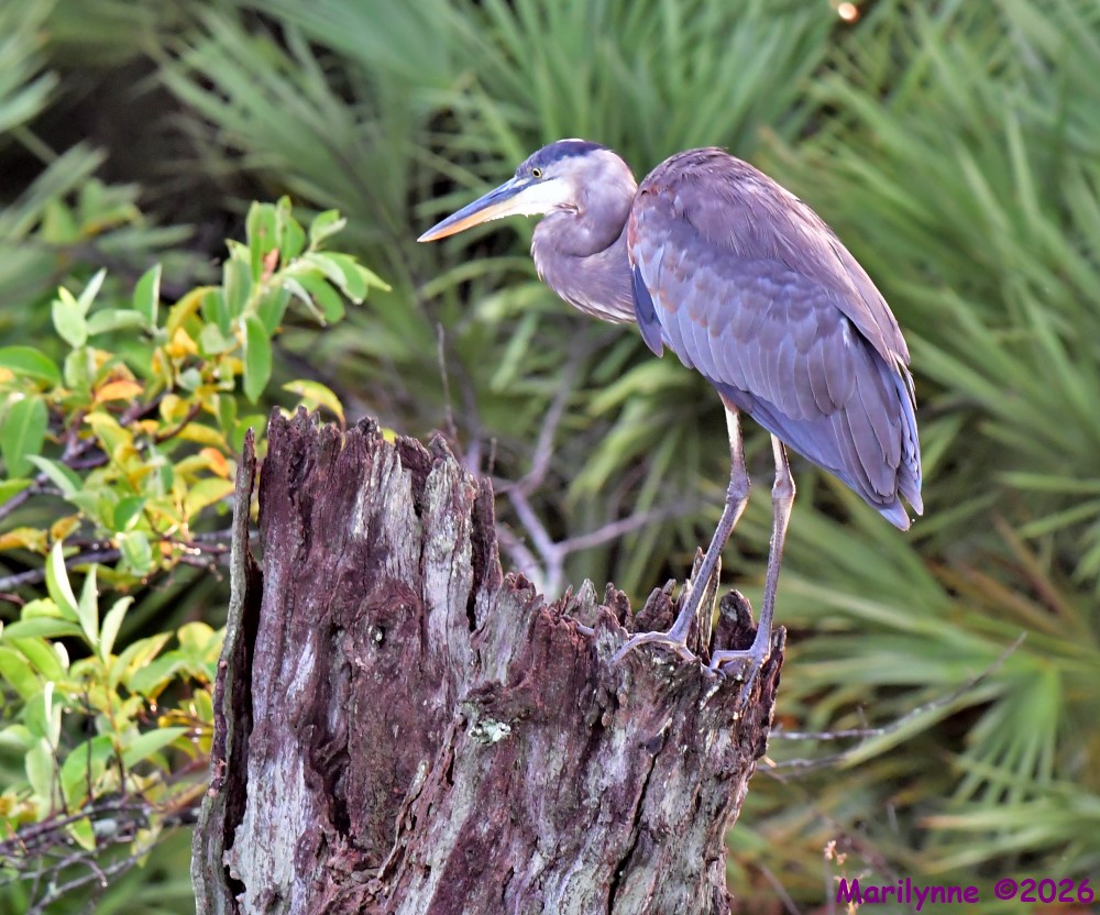 DSC_1779_001.JPG