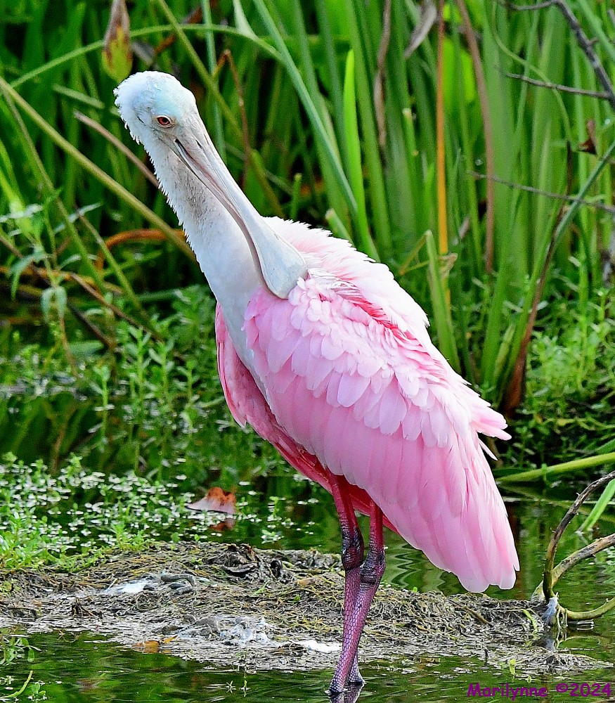 DSC_1782_001.JPG