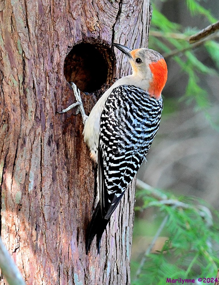 DSC_1783_001.JPG