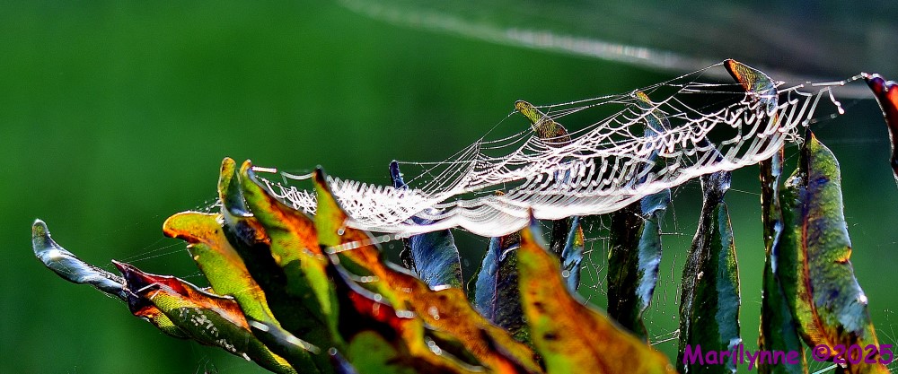 DSC_1784_001.JPG