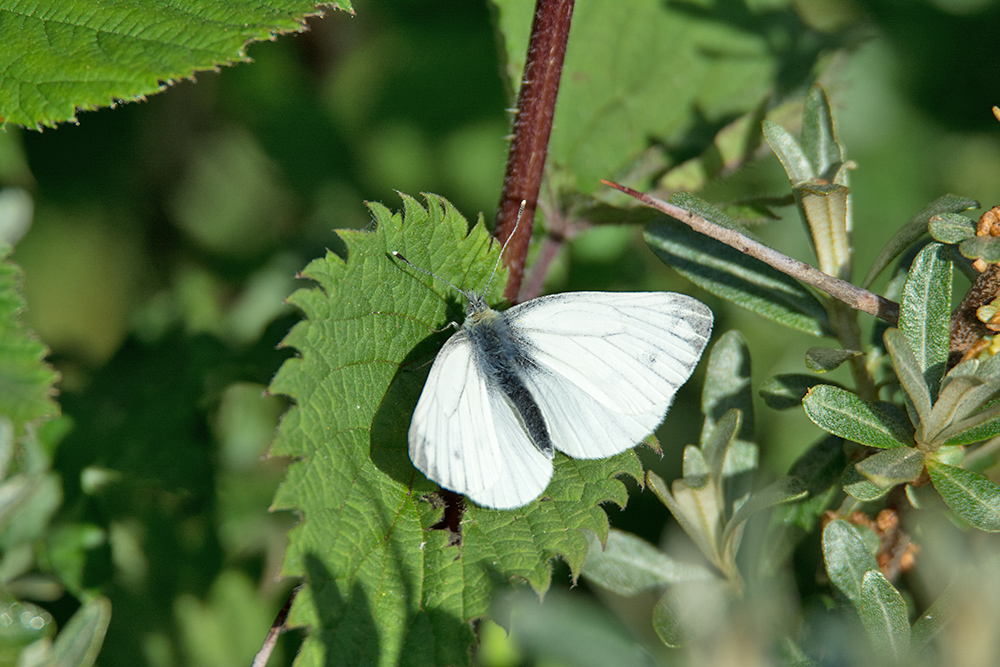 DSC_1785.jpg
