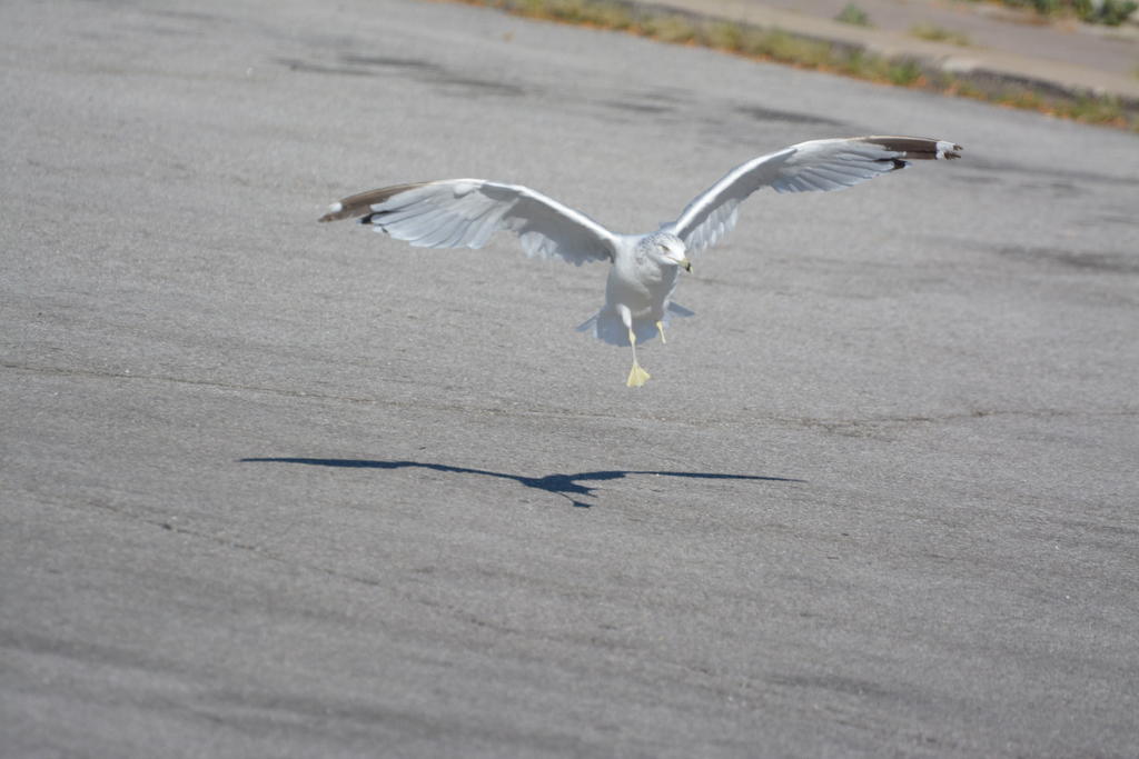 DSC_1788.jpg