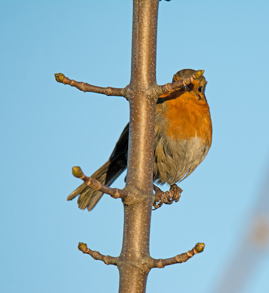 DSC_1793.jpg