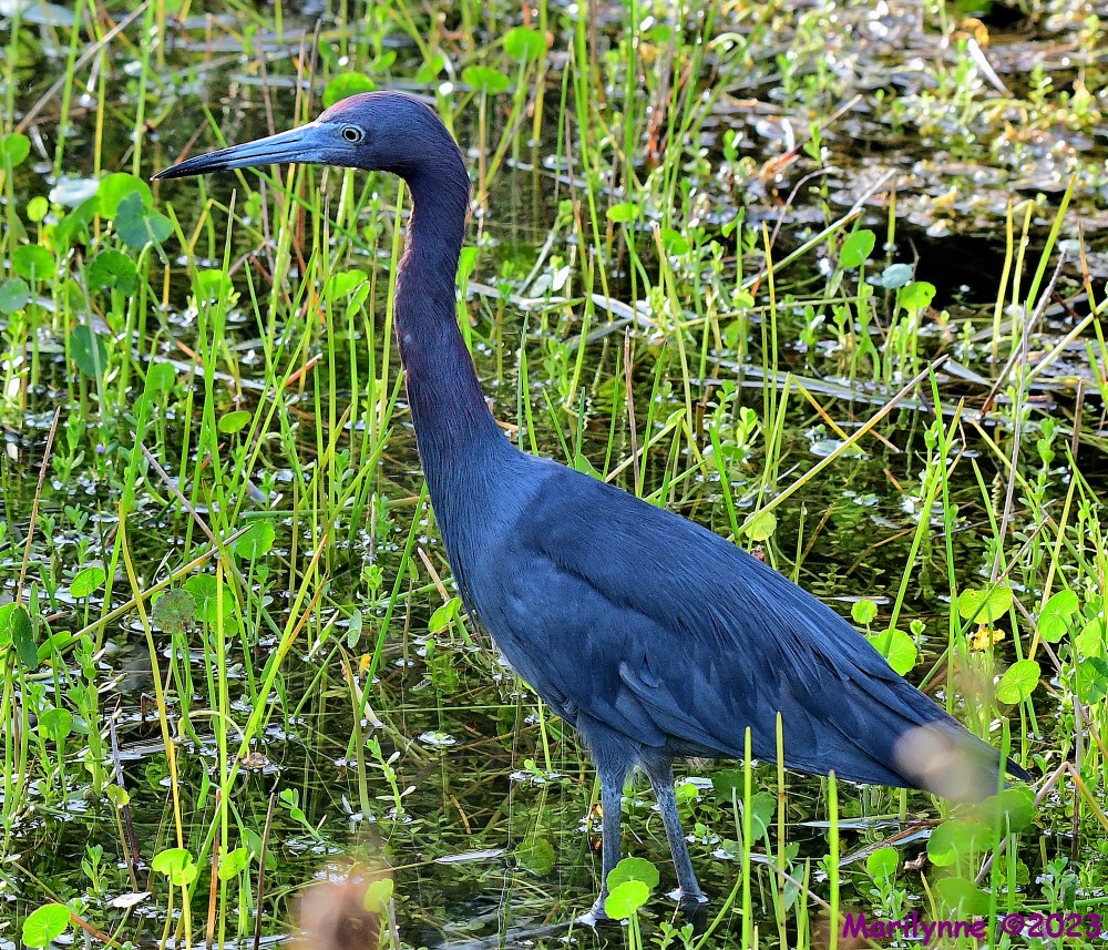 DSC_1793_001.JPG