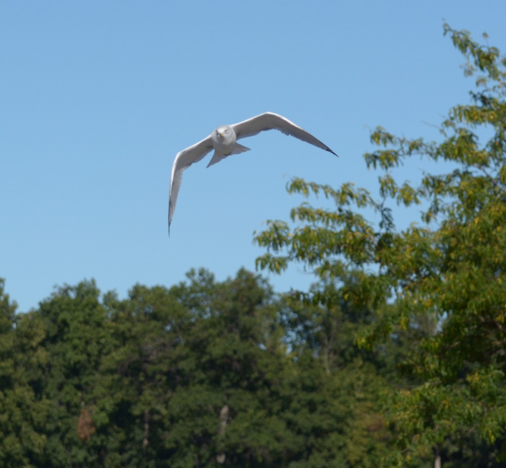 DSC_1794.JPG
