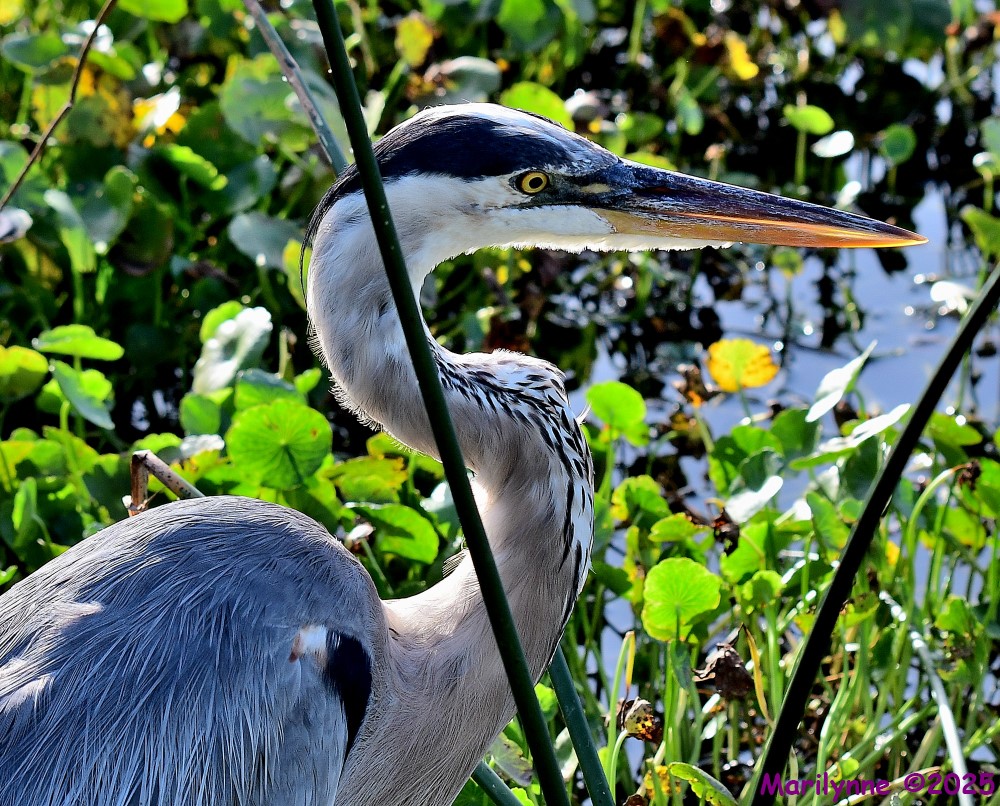 DSC_1798_001.JPG