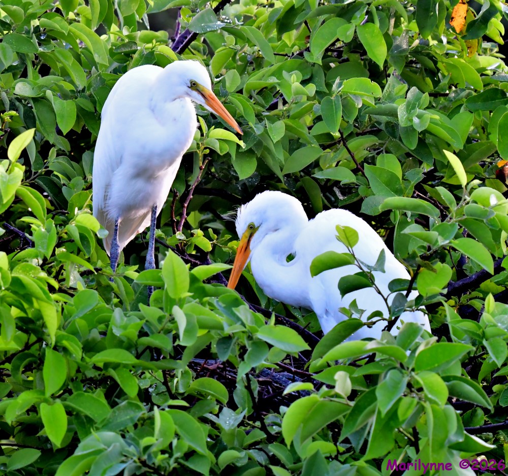 DSC_1798_001.JPG