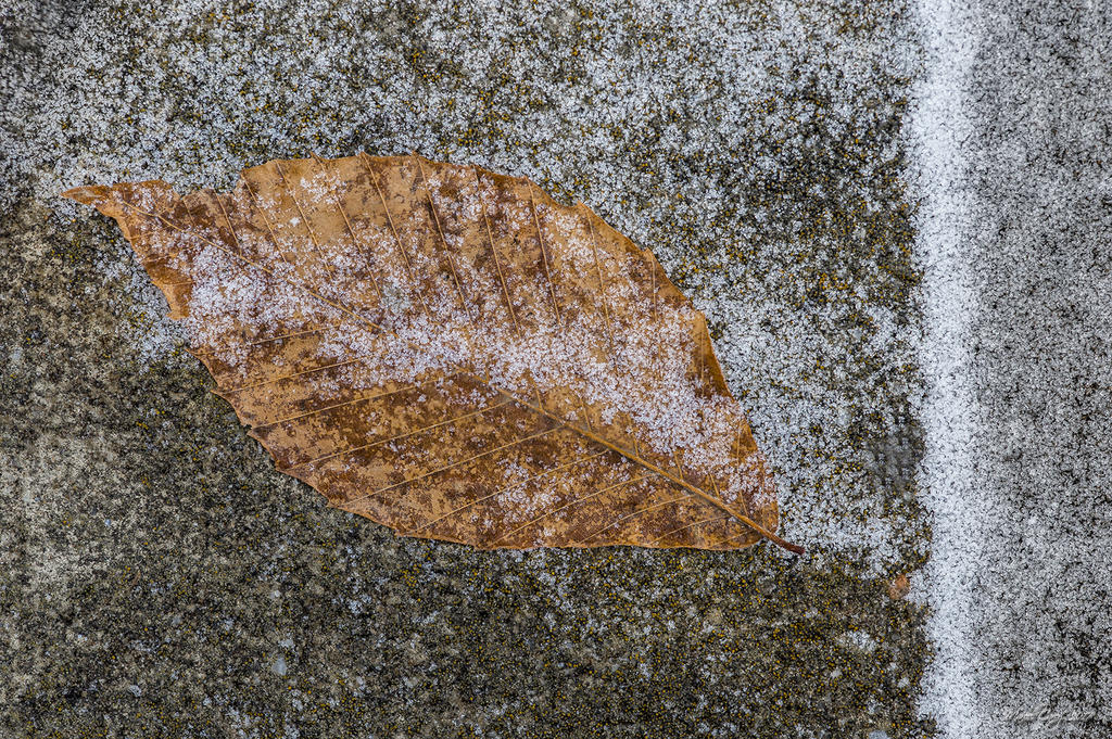 DSC_1800.jpg