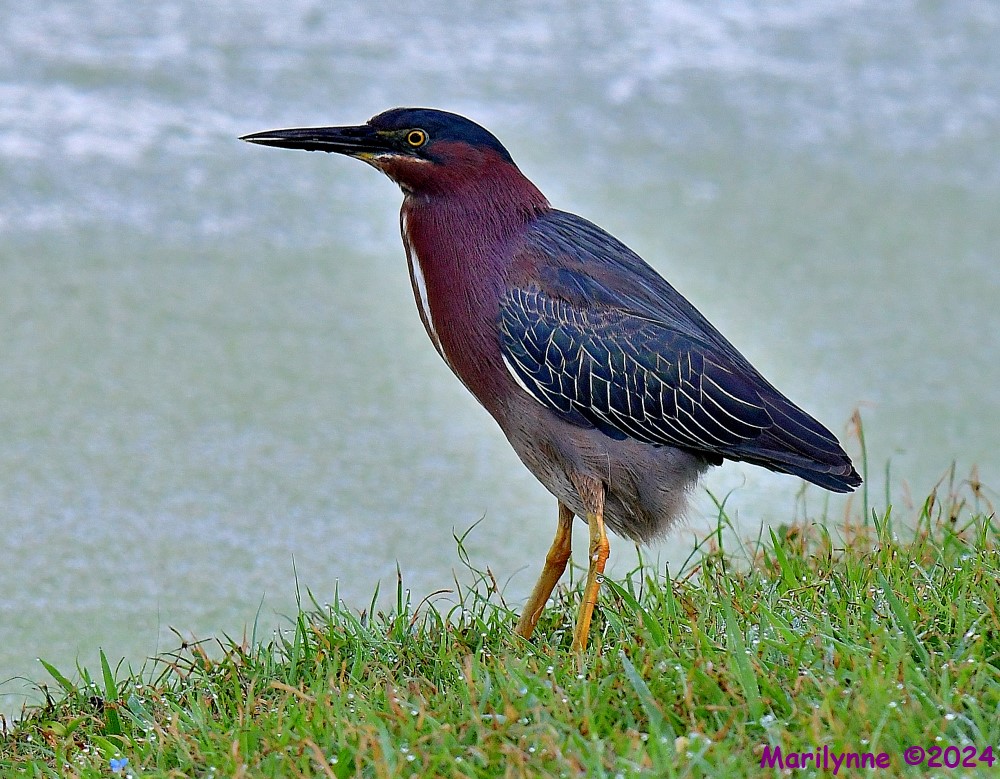 DSC_1800_001.JPG