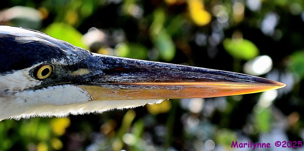 DSC_1800_001.JPG