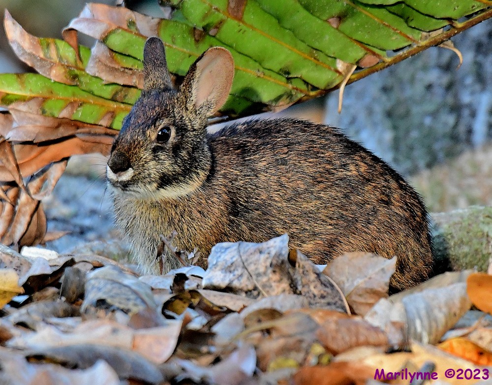DSC_1803_001.JPG