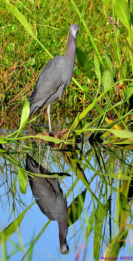 DSC_1803_001.JPG