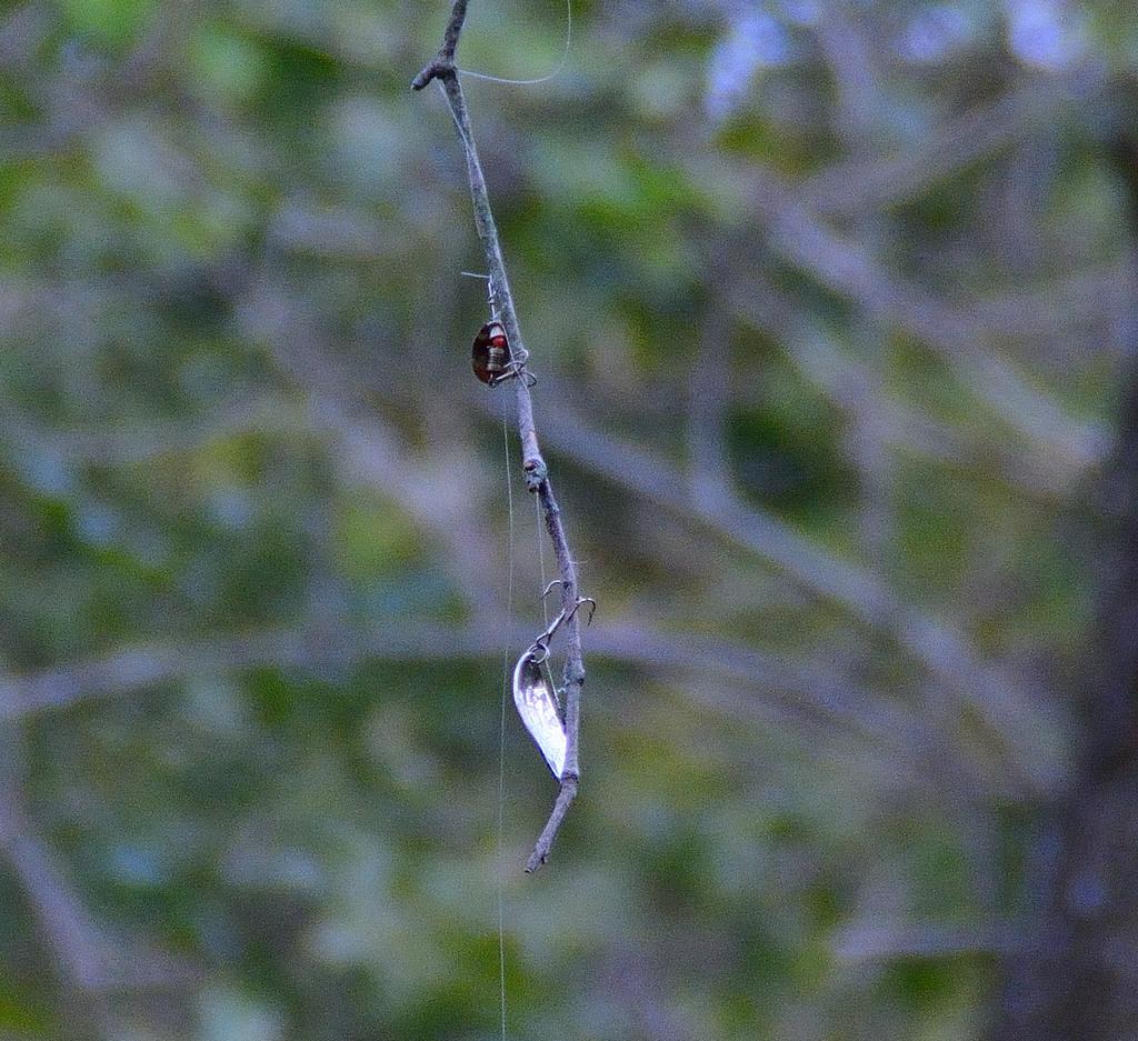 DSC_1805.jpg