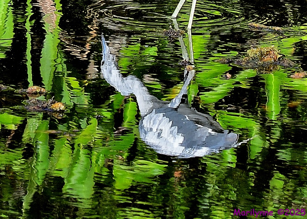 DSC_1805_001.JPG