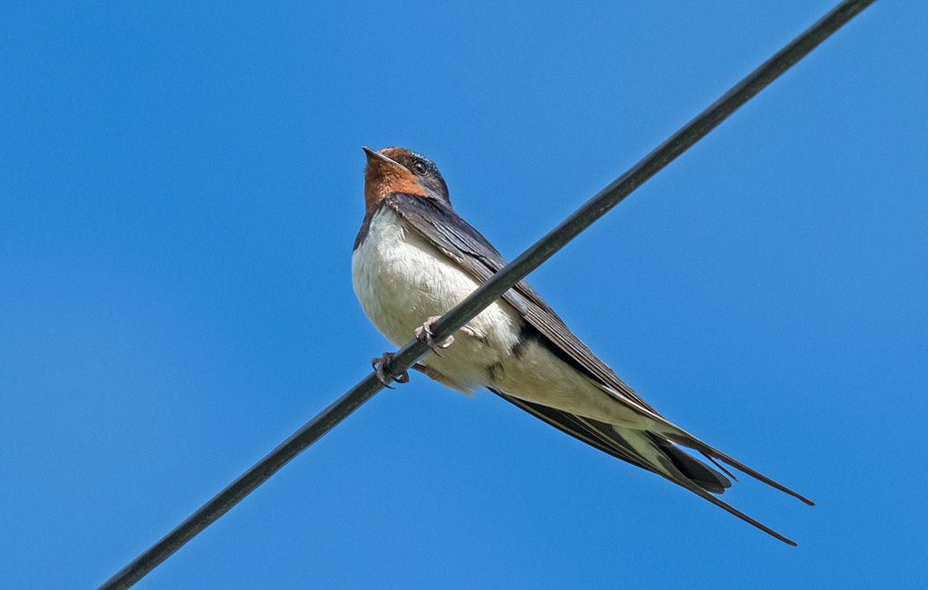 DSC_1807.jpg