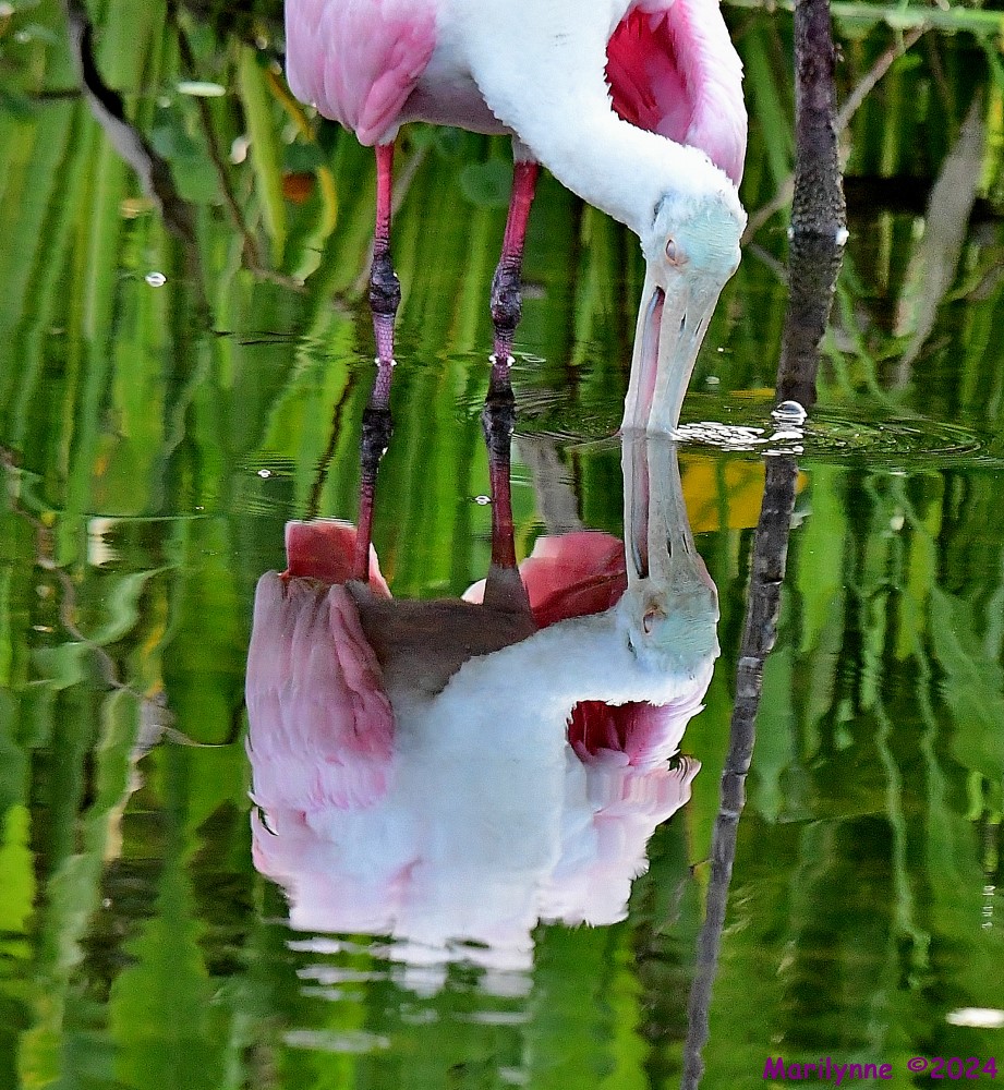 DSC_1807_001.JPG