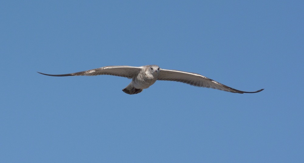 DSC_1808.JPG