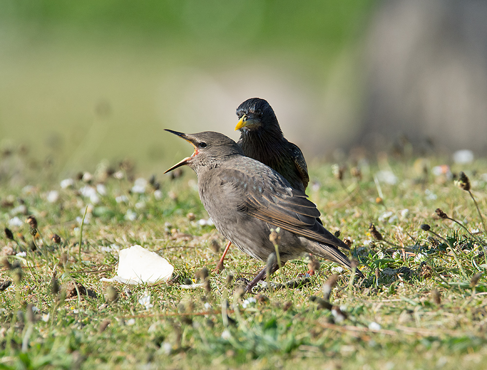 DSC_1809.jpg
