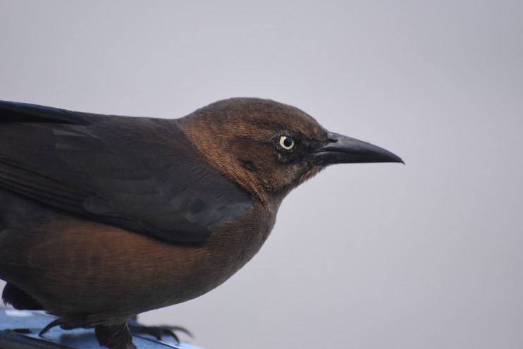 DSC_1809_01.JPG