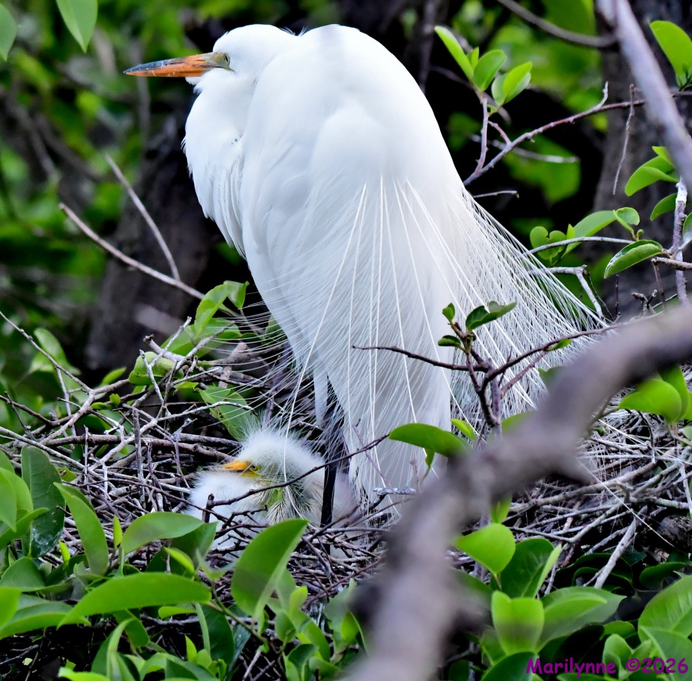 DSC_1810_001.JPG