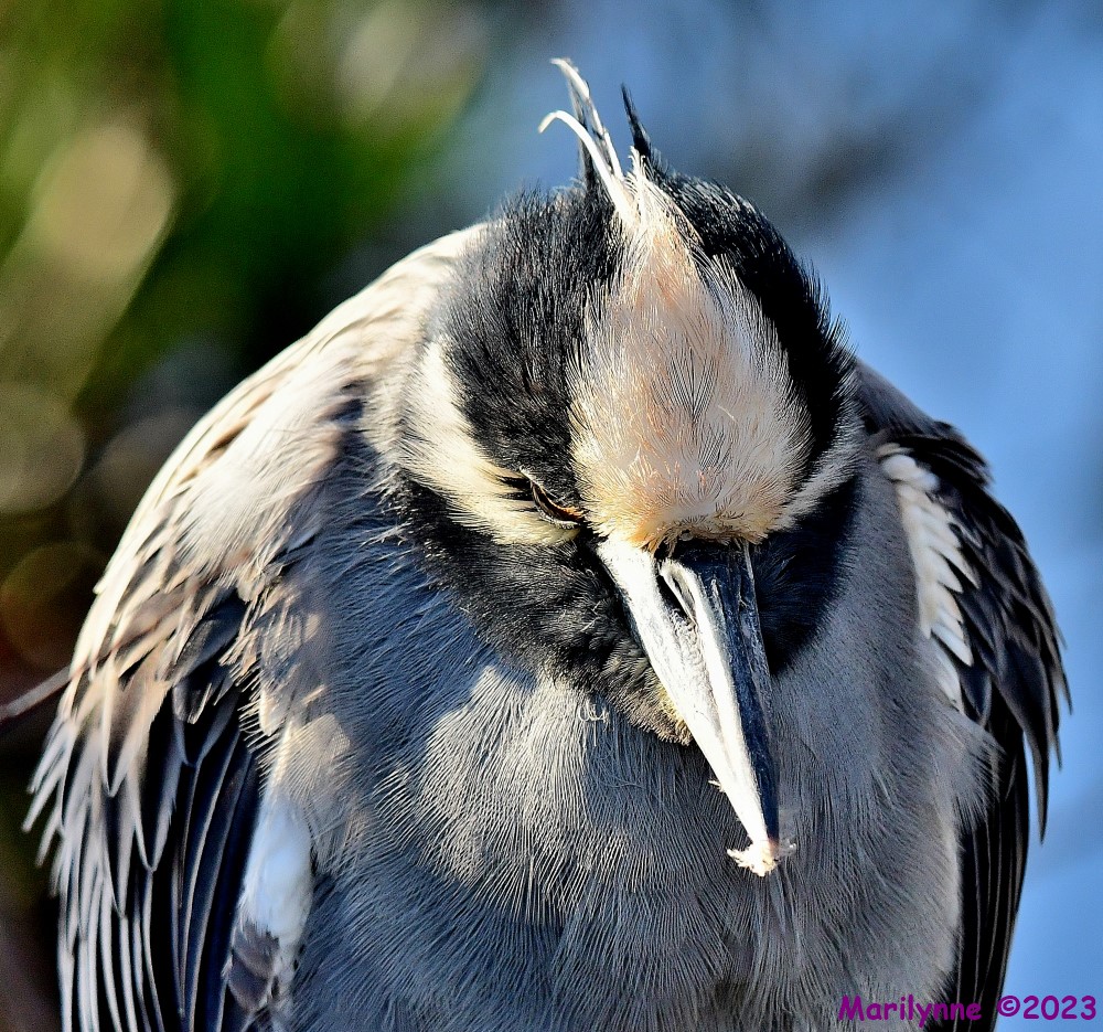 DSC_1813_001.JPG