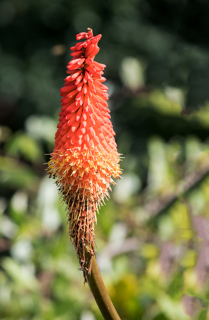 dsc_1813_35745563382_o.jpg