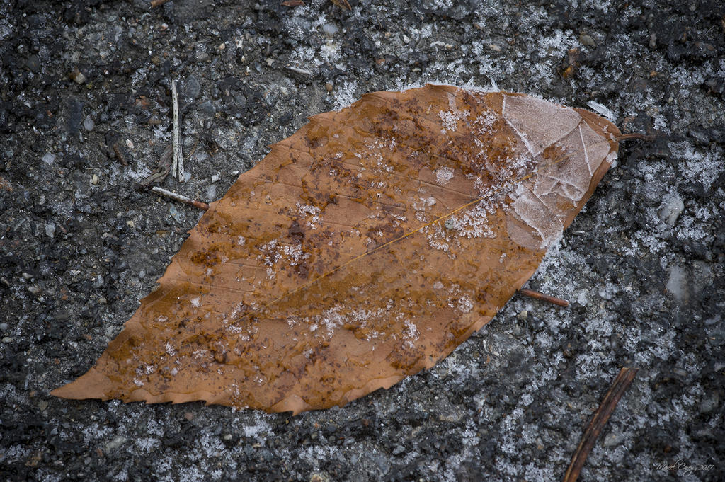 DSC_1814.jpg