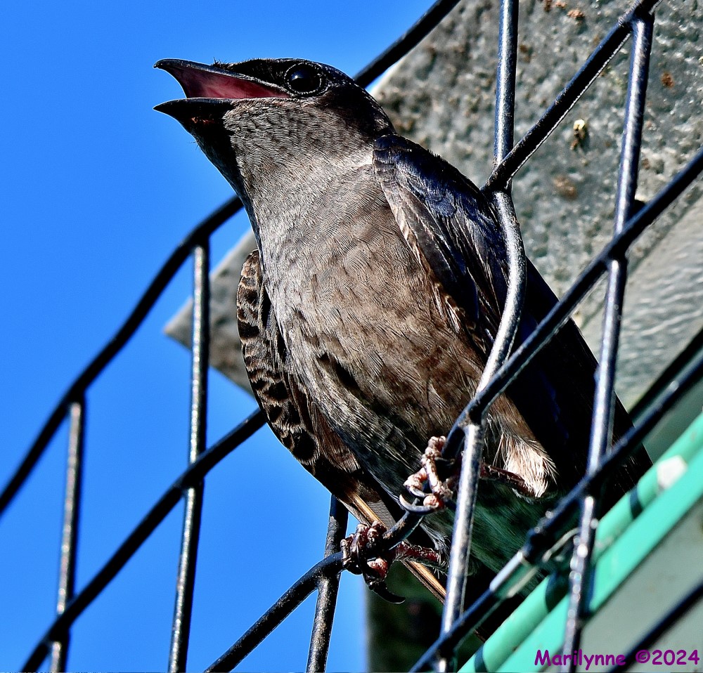 DSC_1814_001.JPG