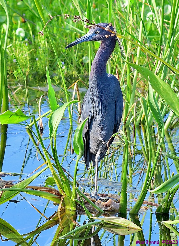 DSC_1815_001.JPG